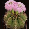 Gymnocalycium_damsii_1